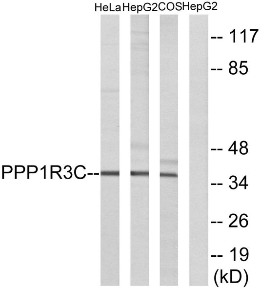 PTG Rabbit Polyclonal Antibody