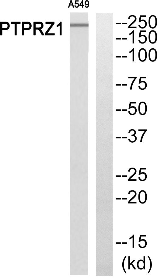 PTPζ Rabbit Polyclonal Antibody