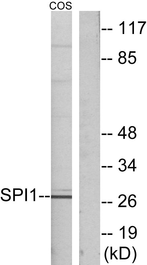 PU.1 Rabbit Polyclonal Antibody