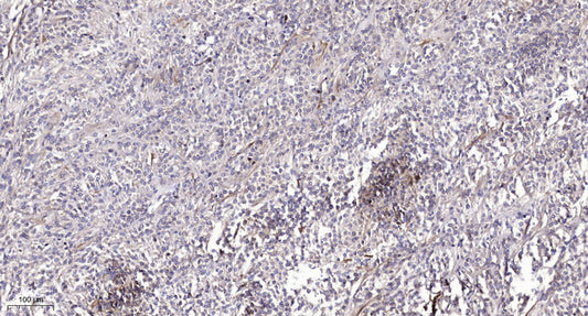Rab 1B Rabbit Polyclonal Antibody