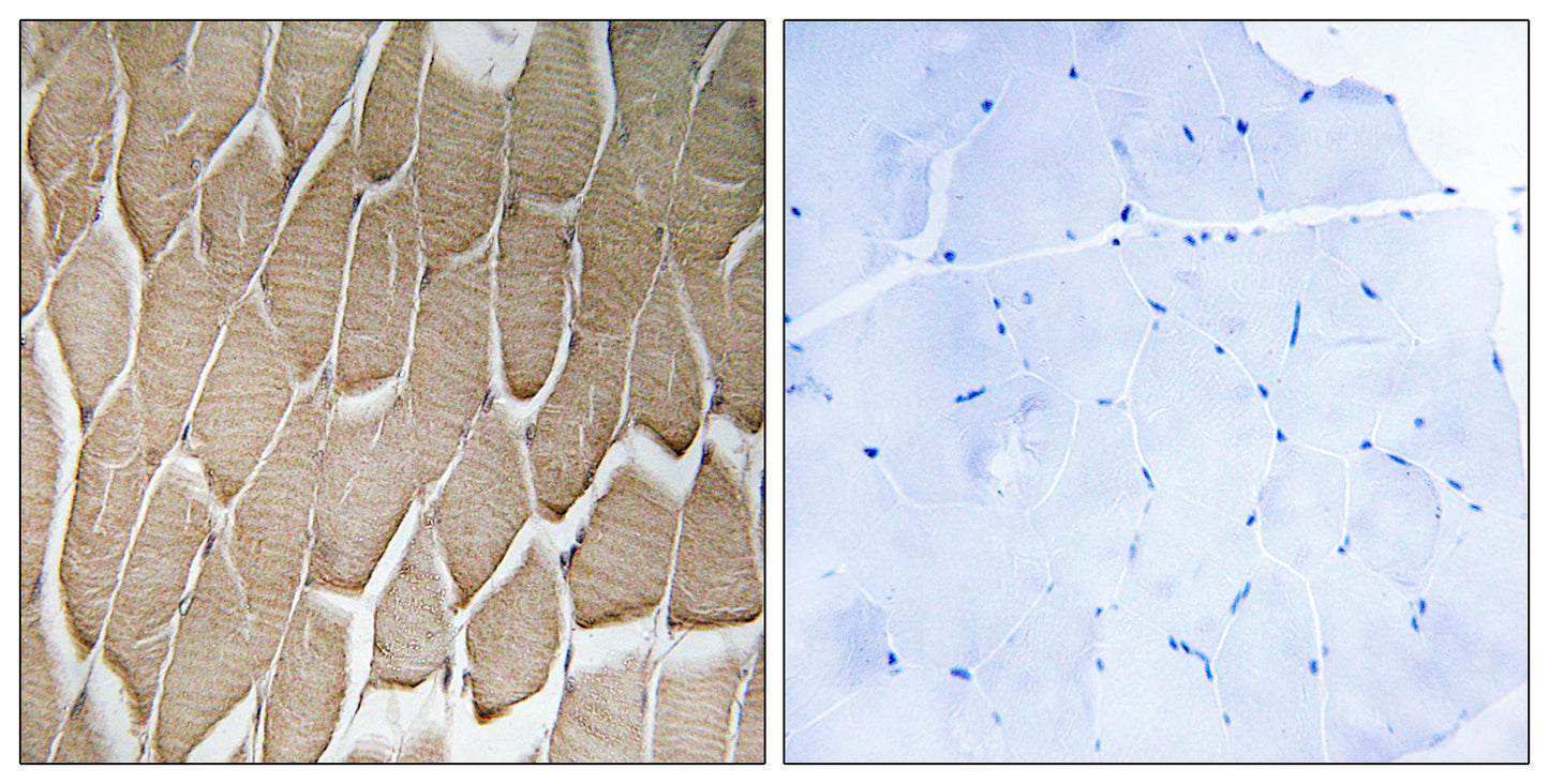 Rab 34 Rabbit Polyclonal Antibody