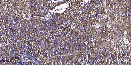 Rab L5 Rabbit Polyclonal Antibody