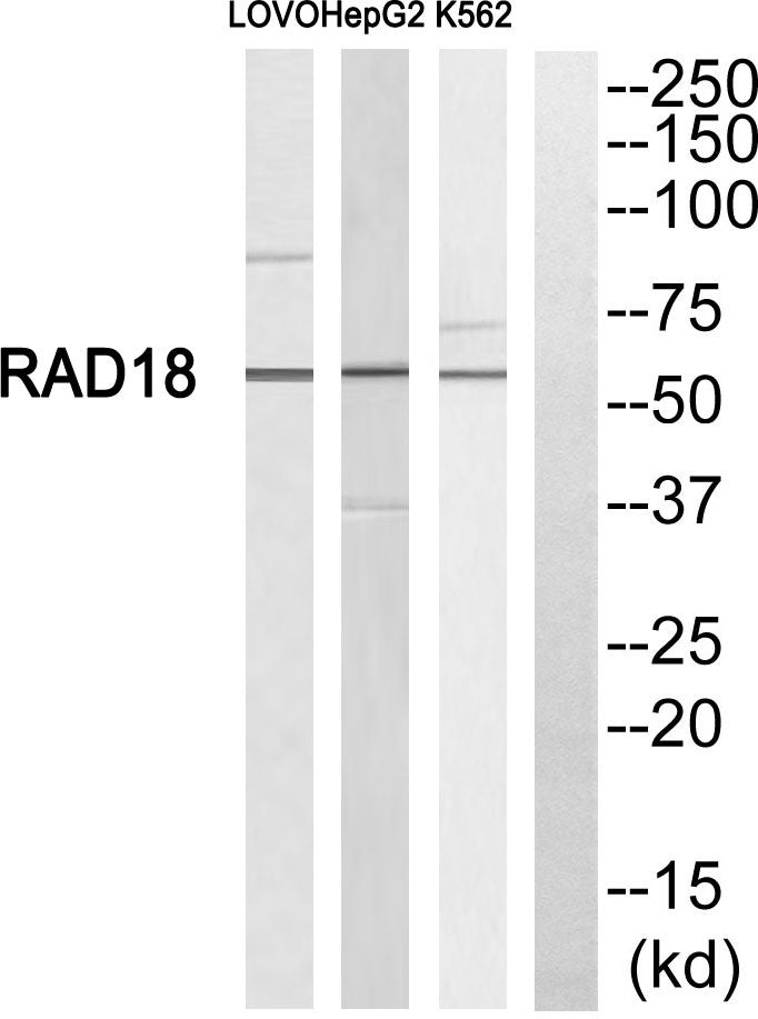 Rad18 Rabbit Polyclonal Antibody