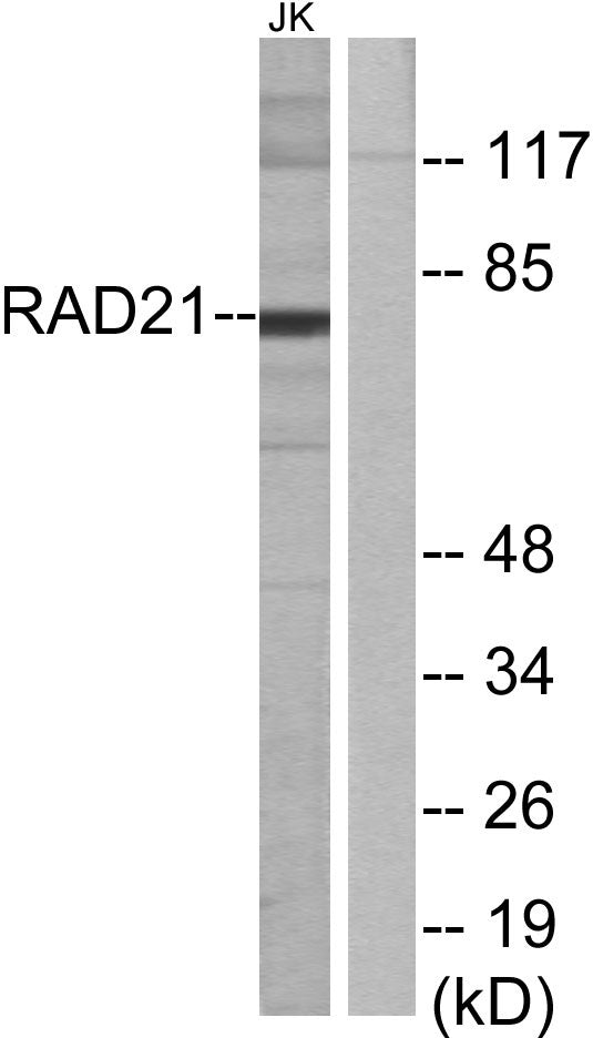 Rad21 Rabbit Polyclonal Antibody