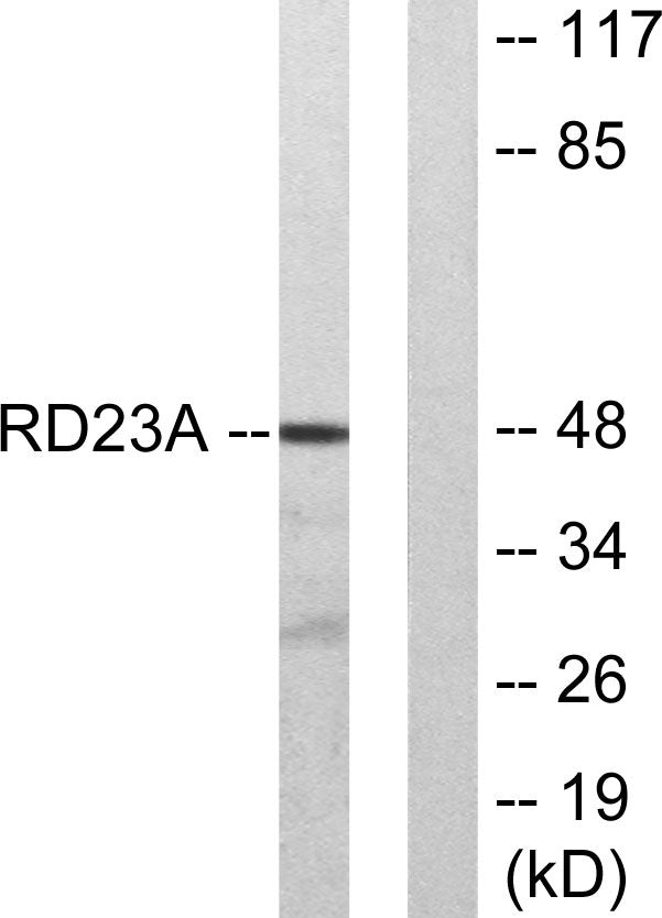 Rad23A Rabbit Polyclonal Antibody