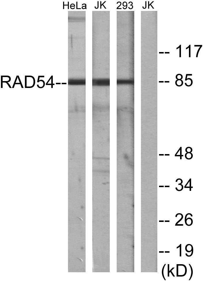 Rad54 Rabbit Polyclonal Antibody