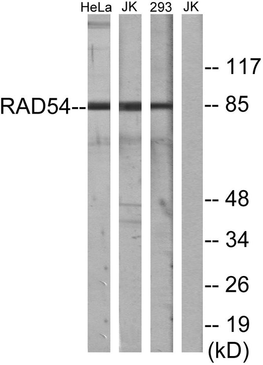 Rad54 Rabbit Polyclonal Antibody