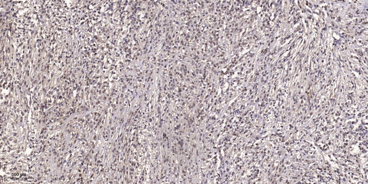 Rag B Rabbit Polyclonal Antibody