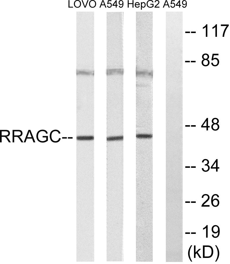 Rag C Rabbit Polyclonal Antibody