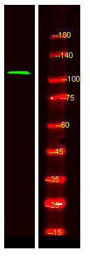 RAIN Rabbit Polyclonal Antibody