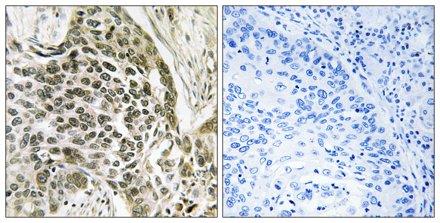 RASSF7 Rabbit Polyclonal Antibody