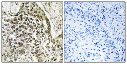 RASSF7 Rabbit Polyclonal Antibody