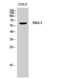 RBQ-3 Rabbit Polyclonal Antibody