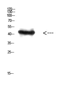 RCC1 Rabbit Polyclonal Antibody