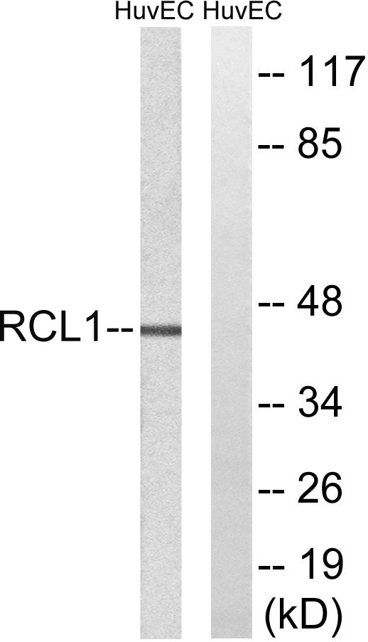 RCL1 Rabbit Polyclonal Antibody