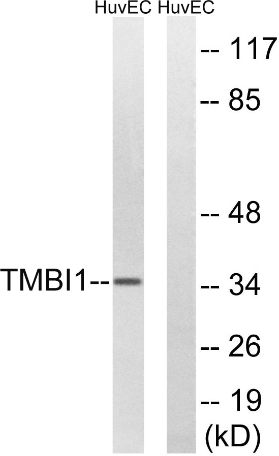 RECS1 Rabbit Polyclonal Antibody