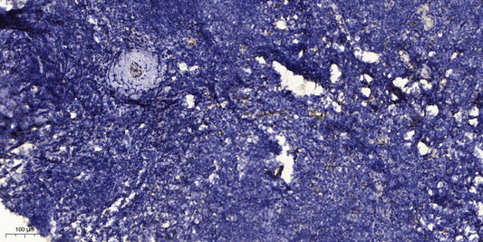 Relaxin 3 Rabbit Polyclonal Antibody