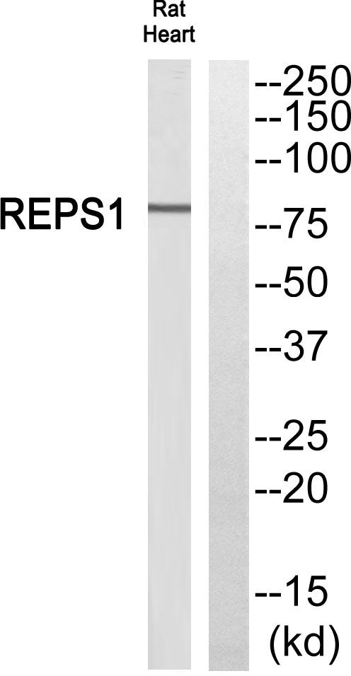 REPS1 Rabbit Polyclonal Antibody