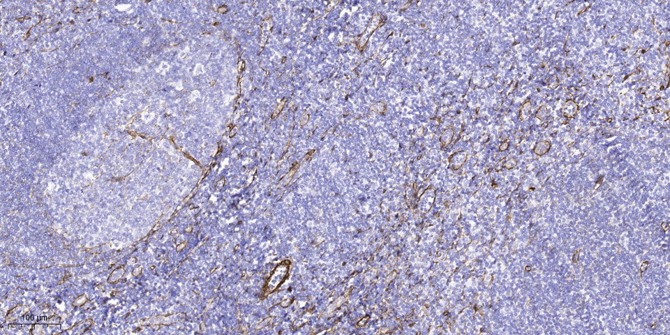 RERG Rabbit Polyclonal Antibody