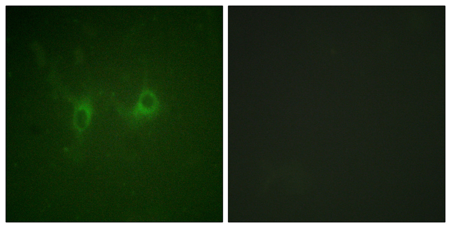 RGS16 Rabbit Polyclonal Antibody