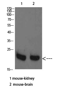 RHEB Rabbit Polyclonal Antibody