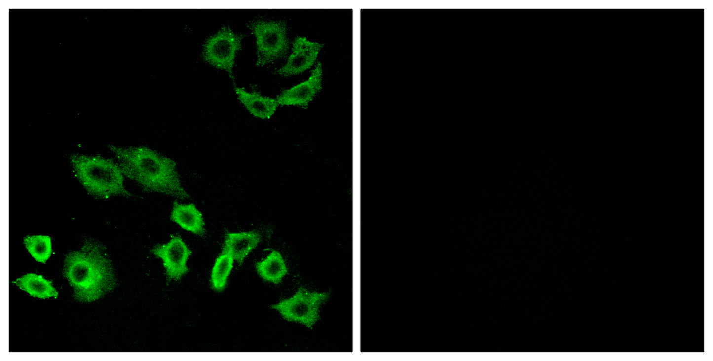 Rho H Rabbit Polyclonal Antibody