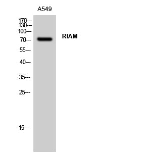 RIAM Rabbit Polyclonal Antibody