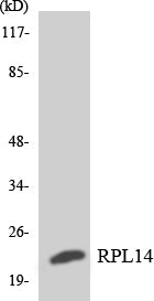 Ribosomal Protein L14 Rabbit Polyclonal Antibody