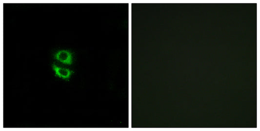 Ribosomal Protein L39 Rabbit Polyclonal Antibody