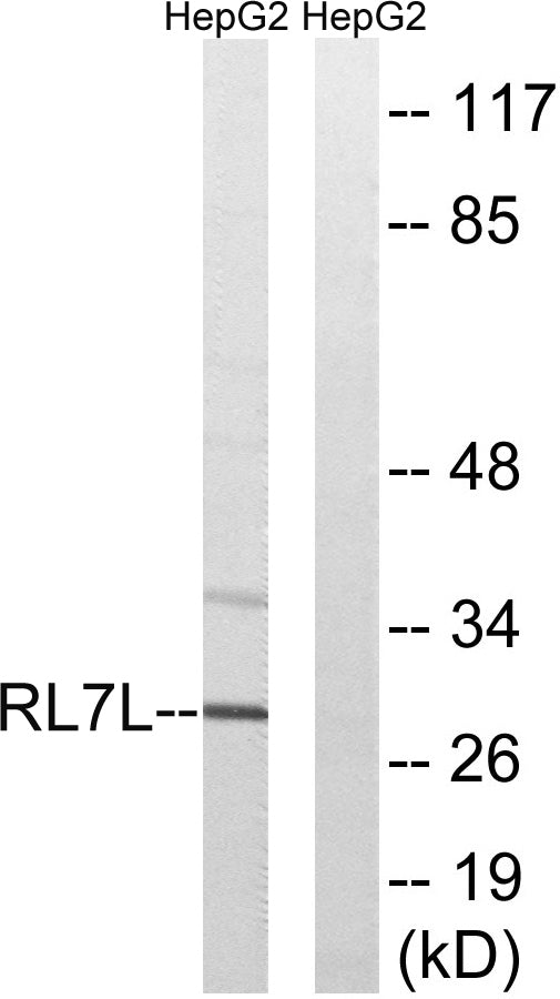 Ribosomal Protein L7L1 Rabbit Polyclonal Antibody