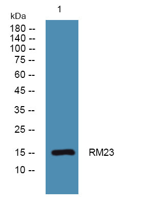 RM23 Rabbit Polyclonal Antibody