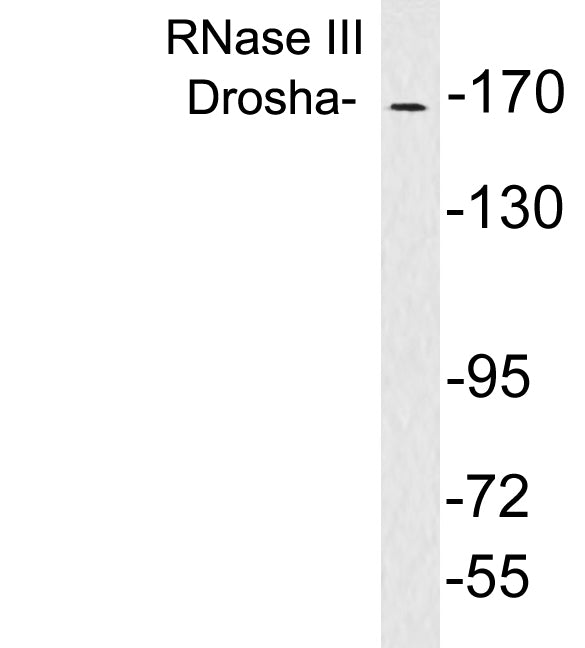 RNase III Drosha Rabbit Polyclonal Antibody