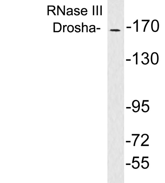 RNase III Drosha Rabbit Polyclonal Antibody