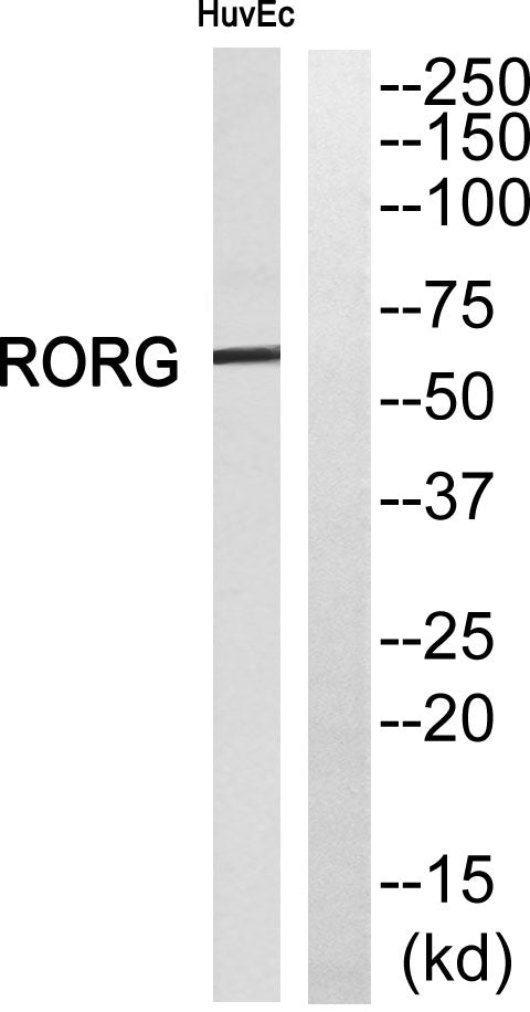 RORγ Rabbit Polyclonal Antibody