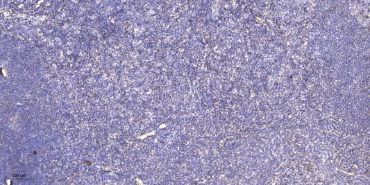 RPAB4 Rabbit Polyclonal Antibody