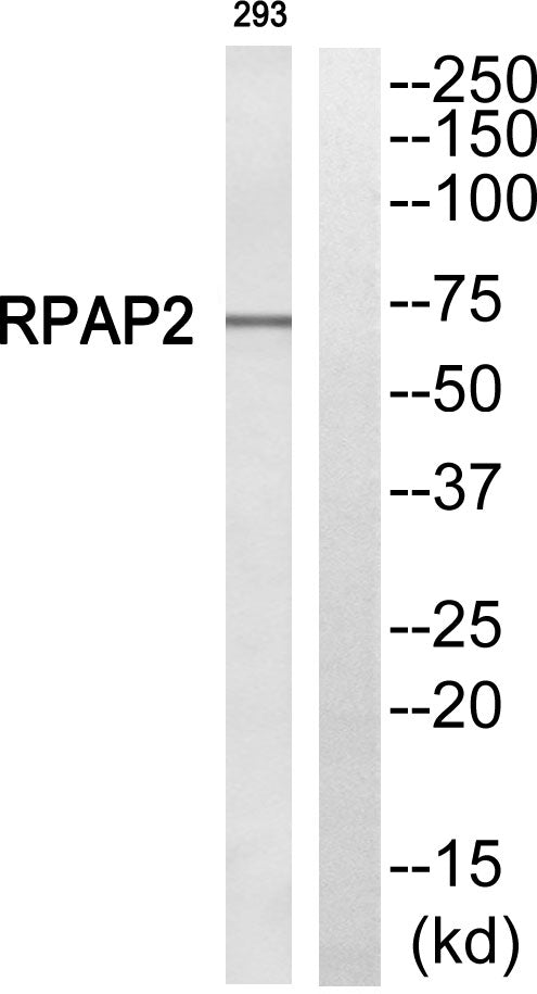 RPAP2 Rabbit Polyclonal Antibody