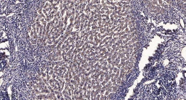 RPS6KL1 Rabbit Polyclonal Antibody