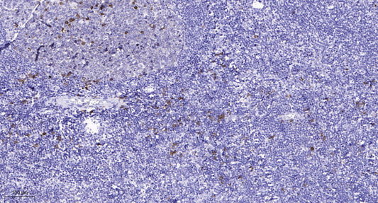 S100G Rabbit Polyclonal Antibody