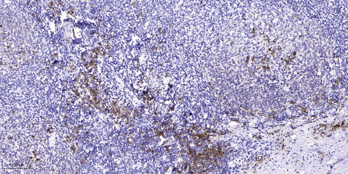S26A5 Rabbit Polyclonal Antibody