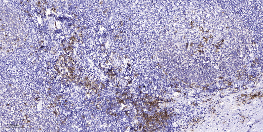 S26A5 Rabbit Polyclonal Antibody