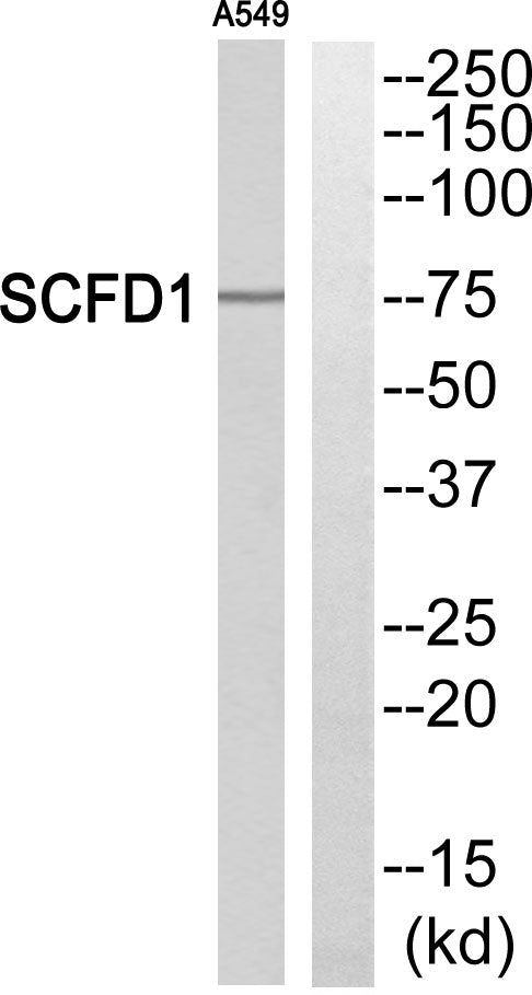 SCFD1 Rabbit Polyclonal Antibody