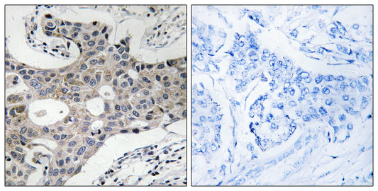 Sec16A Rabbit Polyclonal Antibody