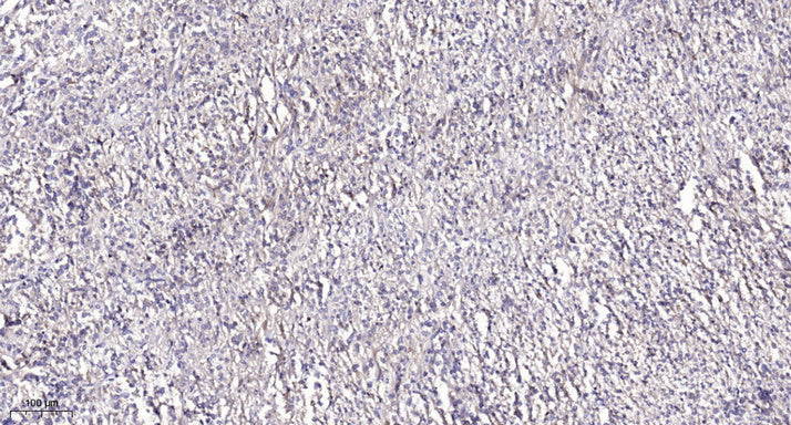 SEC61B Rabbit Polyclonal Antibody