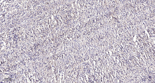 SEC61B Rabbit Polyclonal Antibody