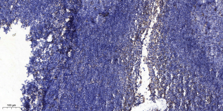 Secretogranin-1 Rabbit Polyclonal Antibody