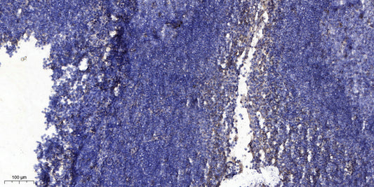 Secretogranin-1 Rabbit Polyclonal Antibody