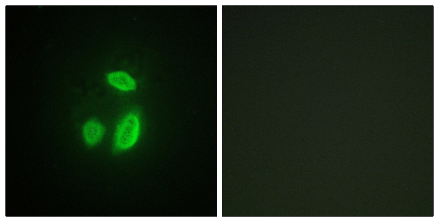 Separase Rabbit Polyclonal Antibody