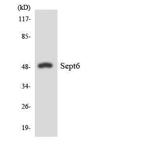 Septin 6 Rabbit Polyclonal Antibody