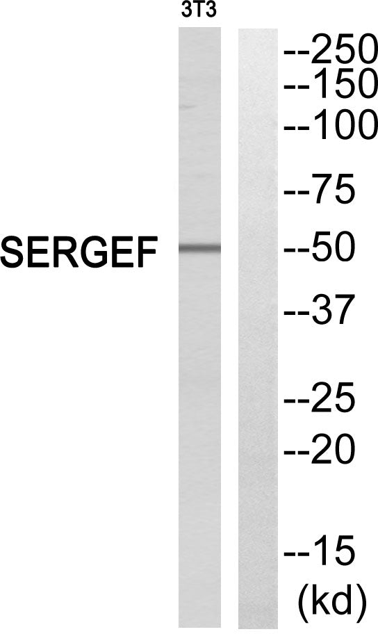 SERGEF Rabbit Polyclonal Antibody