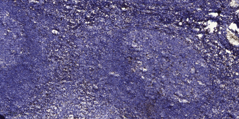 SerpinA6 Rabbit Polyclonal Antibody